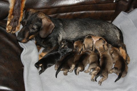 Mutter mit Welpen