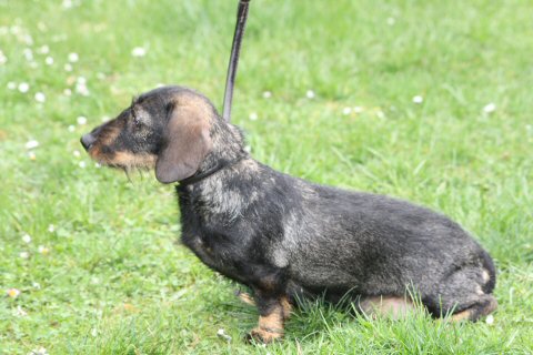 Astor vom Overledinger Moor 